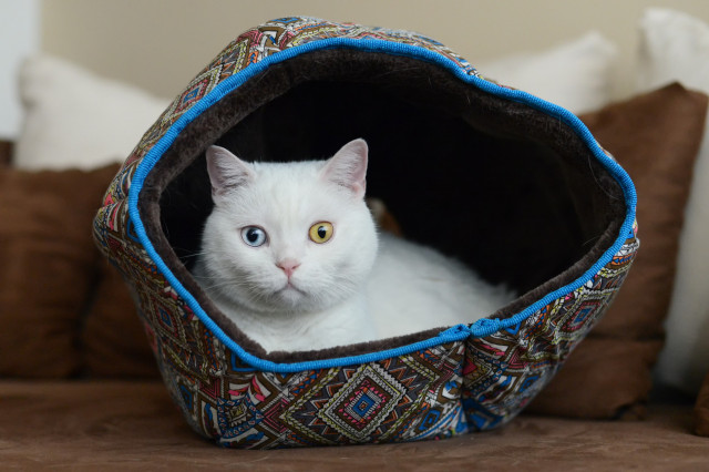 Tunel pentru pisici Nero 42 x 42 x 37 cm č.5